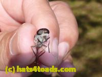 /home//u458753944/public_html/sourcegallery////////////////Insects and small critters/flies (Diptera)/P1040895.JPG
